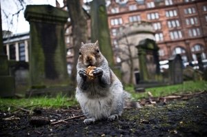 UrbanSquirrel